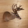 Fifteen Point 6X9 (Repro) Whitetail Buck Taxidermy Mount DD1940