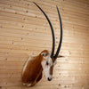 Nice Scimitar-horned Oryx Taxidermy Shoulder Mount - Texas DD1947