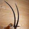 Nice Scimitar-horned Oryx Taxidermy Shoulder Mount - Texas DD1947