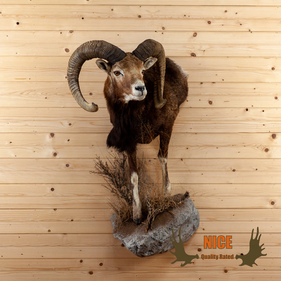 mouflon sheep ram taxidermy mount for sale