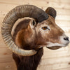 Excellent Mouflon Sheep Taxidermy Half Body Mount DD1948