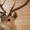 Axis Deer Taxidermy Shoulder Mount for Sale DD1949