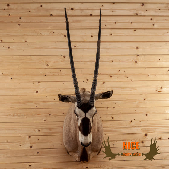 African oryx gemsbok bull taxidermy shoulder mount for sale