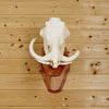 Warthog Skull Taxidermy for Sale