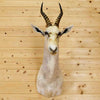 White Blesbok Taxidermy Head Mount for Sale