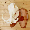 Mounted Warthog Skull for Sale