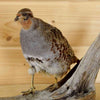 Bird Taxidermy for Sale - partridge
