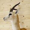 Gazelle Taxidermy Sale - Black Tail Gazelle
