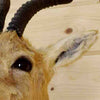 Tibetan Gazelle Taxidermy Mount for Sale - Safariworks