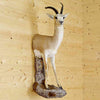 Black Tail Gazelle Hunting Trophy