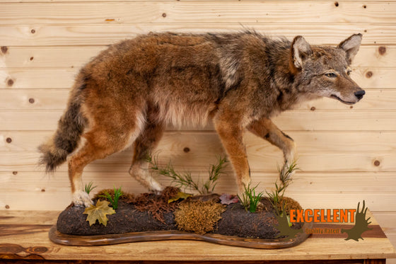coyote lifesize full body taxidermy mount for sale