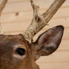 Premier Monster 18 Point Whitetail Buck Deer Taxidermy Shoulder Mount DW0005