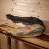 Excellent Alligator Head Taxidermy Mount DW0011