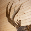 Premier 10X5 239" Whitetail Buck Deer Taxidermy Shoulder Mount DW0018