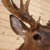 Premier Palmated 192 7/8" Whitetail Buck Deer Taxidermy Shoulder Mount DW0019