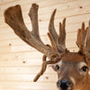 Premier Palmated 225 2/8" Whitetail Buck Deer in Velvet Taxidermy Shoulder Mount DW0020