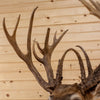 Premier 8X13 228 6/8" Whitetail Buck Deer Taxidermy Shoulder Mount DW0024