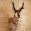 Excellent Pronghorn Antelope Taxidermy Shoulder Mount GB4103