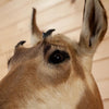 Excellent Female Pronghorn Antelope Doe Taxidermy Shoulder Mount GB4104