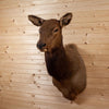 Excellent Female Cow Rocky Mountain Elk Taxidermy Mount GB4015