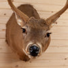 Excellent 6 Point Whitetail Buck Deer in Velvet Taxidermy Shoulder Mount GB4044