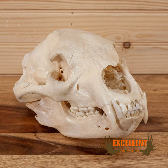 large black bear skull for sale