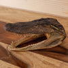 Excellent Real Juvenile Alligator Head GB4063