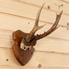 Roe Deer Antler Skull European Mount GB4064
