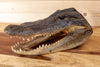 Excellent Real Alligator Head GB4065