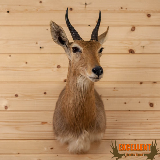 African mountain reedbuck taxidermy shoulder mount for sale