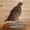 Excellent Perched Female Bobwhite Quail Taxidermy Mount GB4082