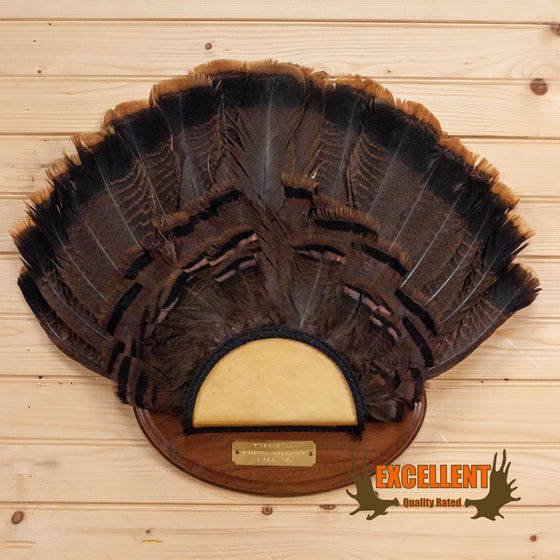 turkey tail fan taxidermy mount for sale