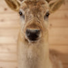 Excellent Blonde Fallow Deer Taxidermy Shoulder Mount GB4099