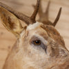 Excellent Blonde Fallow Deer Taxidermy Shoulder Mount GB4099