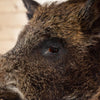 Excellent Wild Boar Hog Taxidermy Shoulder Mount GB4100