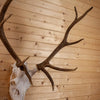 Excellent Sika Deer Skull & Antlers Taxidermy for Sale GB4107