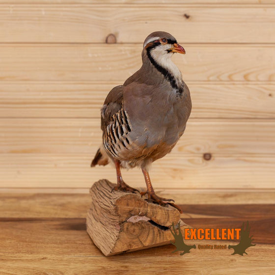 chukar upland game bird taxidermy for sale