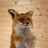 Excellent Red Fox Full Body Lifesize Taxidermy Mount GB4117
