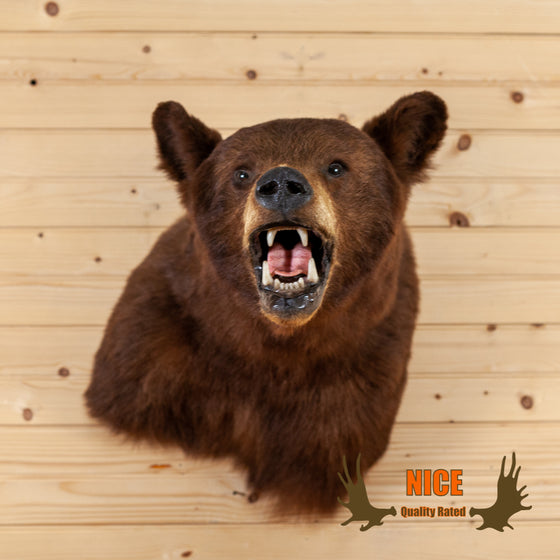 taxidermy black bear shoulder mount for sale