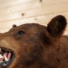 Nice Black Bear Taxidermy Shoulder Mount GB4121
