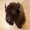 Excellent American Bison Taxidermy Shoulder Mount GB4213