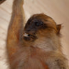 Vintage "Green" Monkey Full Body Lifesize Taxidermy Mount GB4126