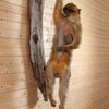 Vintage "Green" Monkey Full Body Lifesize Taxidermy Mount GB4126