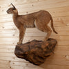 Excellent Caracal Full Body Lifesize Taxidermy Mount GB4127