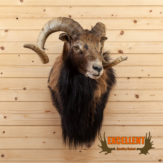 corsican ram sheep taxidermy shoulder mount for sale