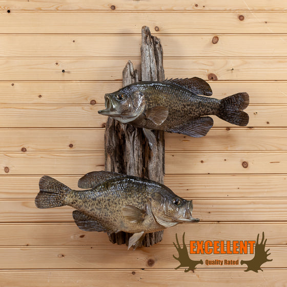 crappie fish taxidermy mount for sale