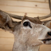 Mule Deer Buck Deer Taxidermy Shoulder Mount GB4132