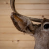 Mule Deer Buck Deer Taxidermy Shoulder Mount GB4132
