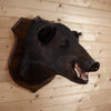 Wild Hog Boar Taxidermy Shoulder Mount GB4133
