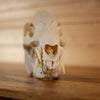 Nice Javelina Taxidermy Skull GB4135